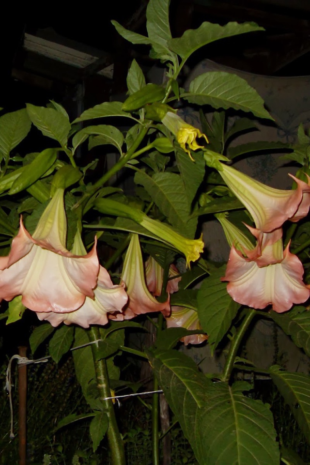 Красивые цветы бругмансия на поляне