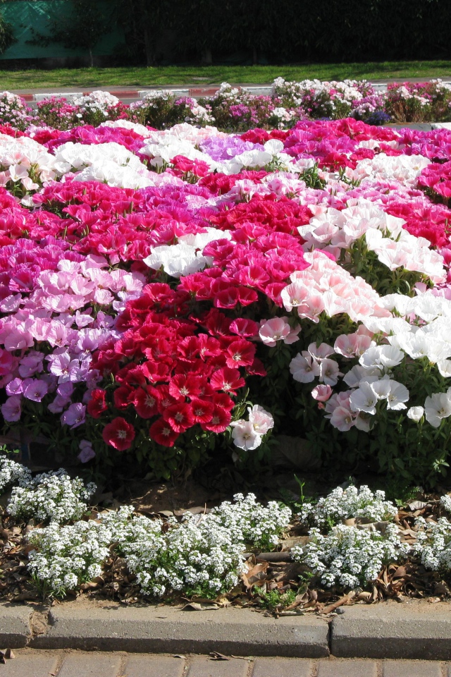 На поляне красивые цветы кларкия (годеция) 