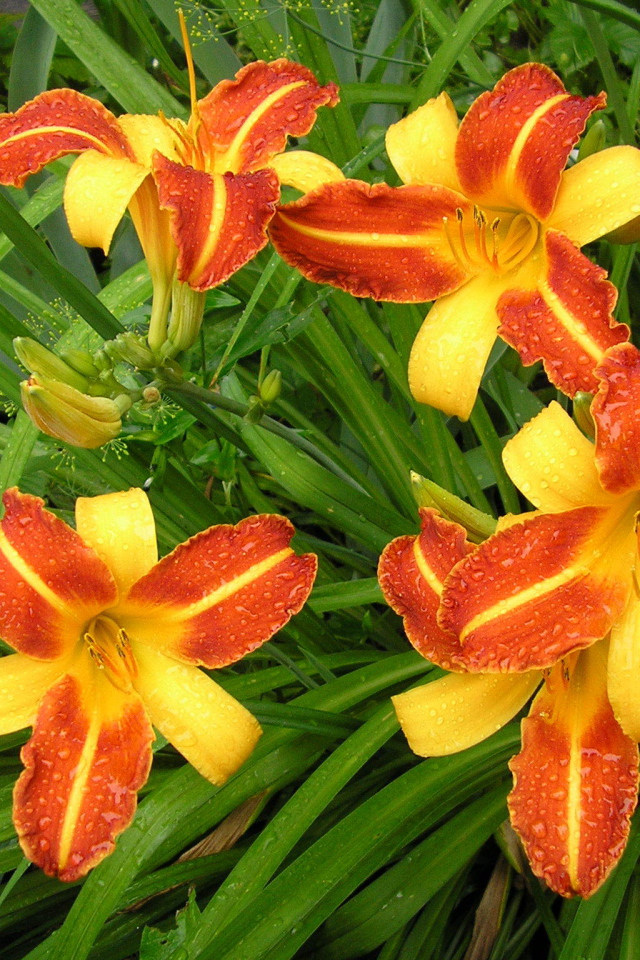 На поляне красивые цветы лилейник