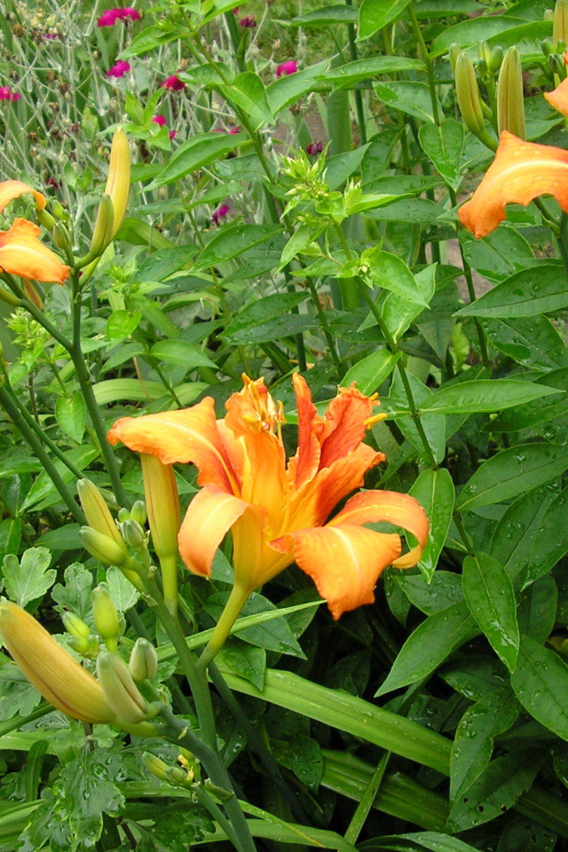 Красивые цветы лилейник на поляне