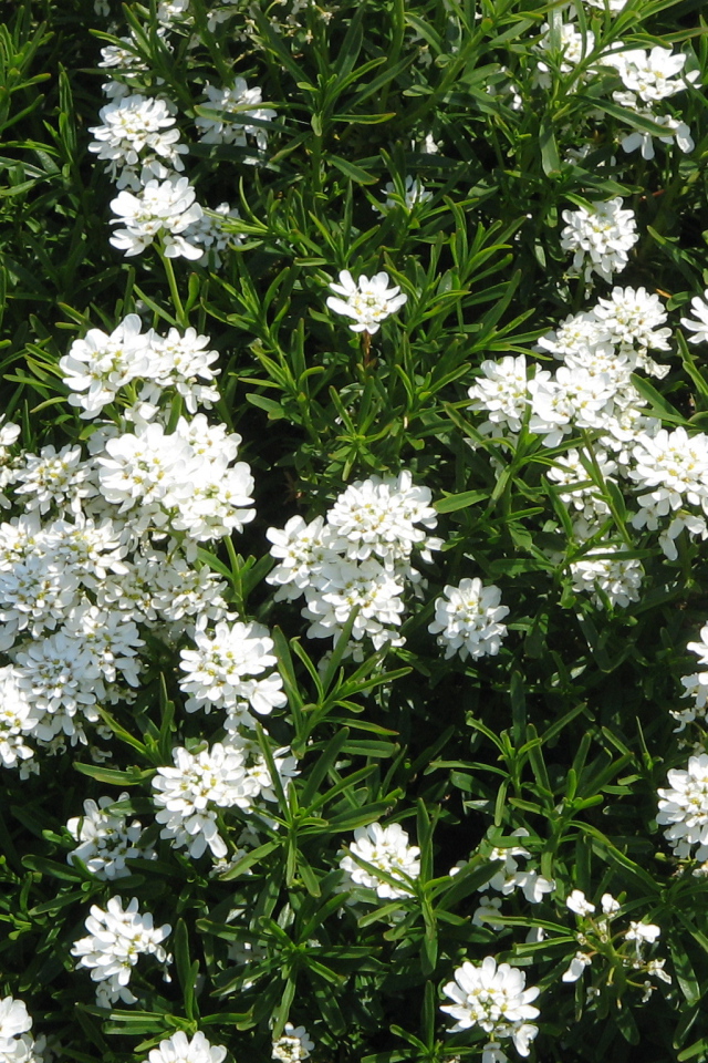 На поляне красивые цветы иберис