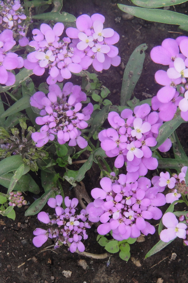 Красивые цветы иберис на поляне