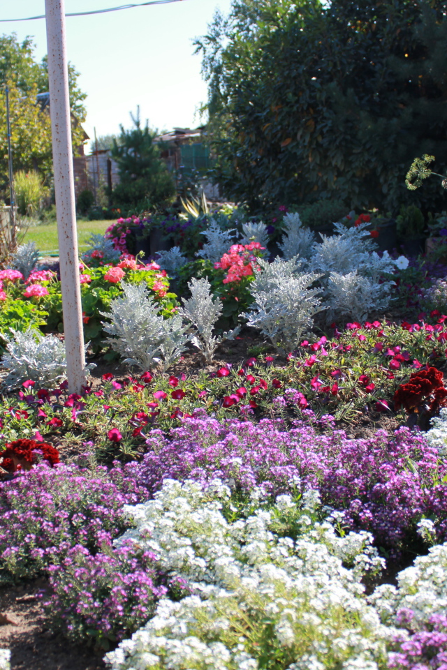 На поляне красивые цветы алиссум