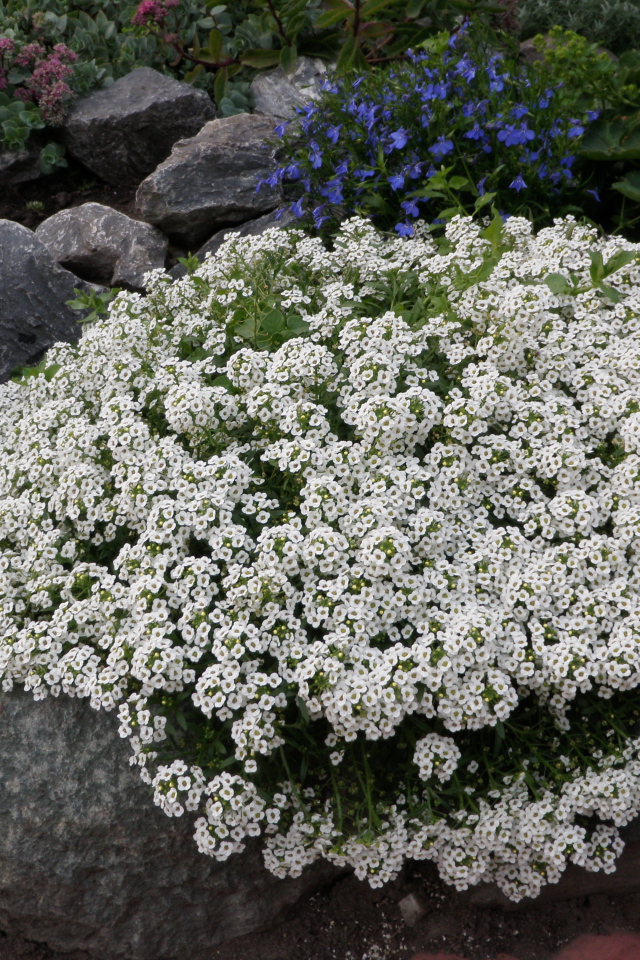 Красивые цветы алиссум на поляне