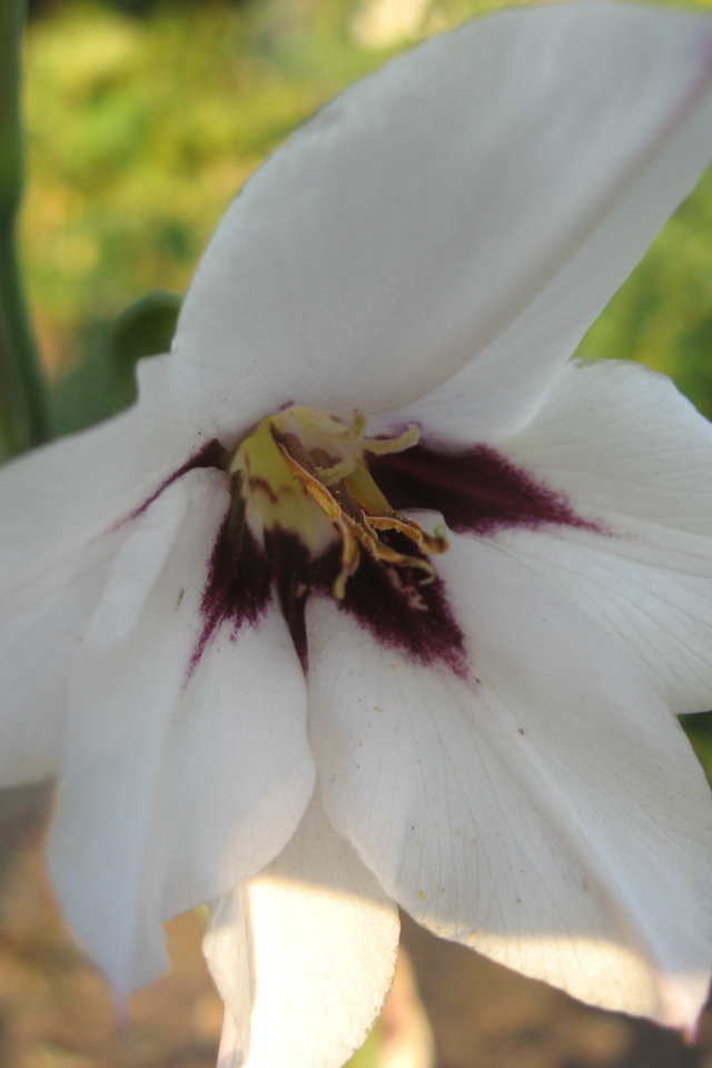 На поляне красивые цветы ацидантера