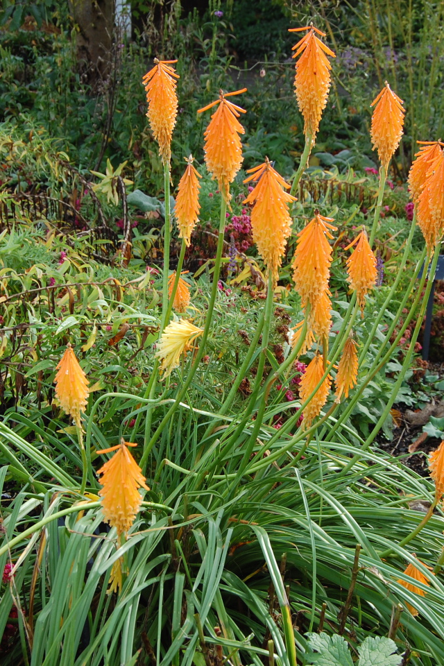 На поляне красивые цветы кникофия