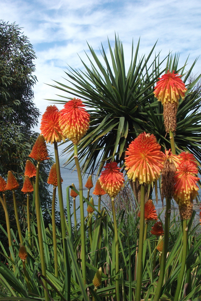 Красивые цветы кникофия на поляне