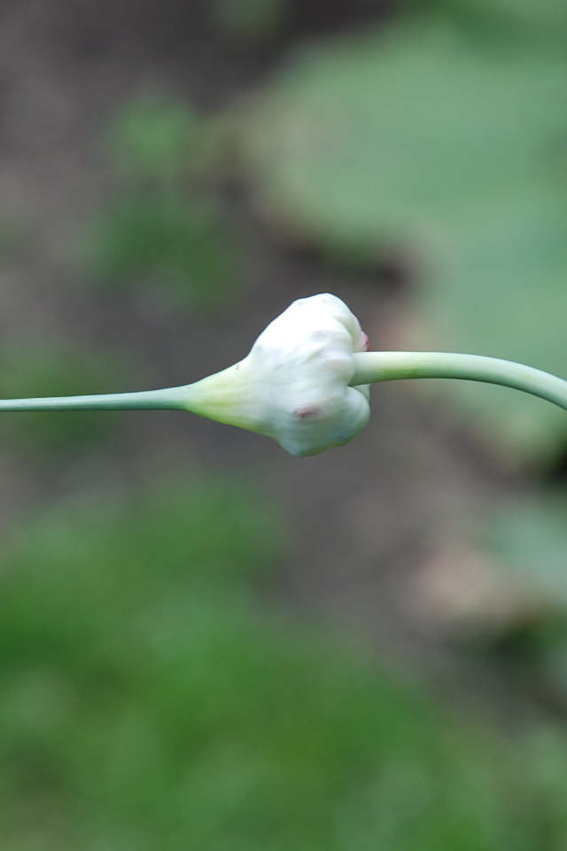 На поляне красивые цветы нектароскордум 