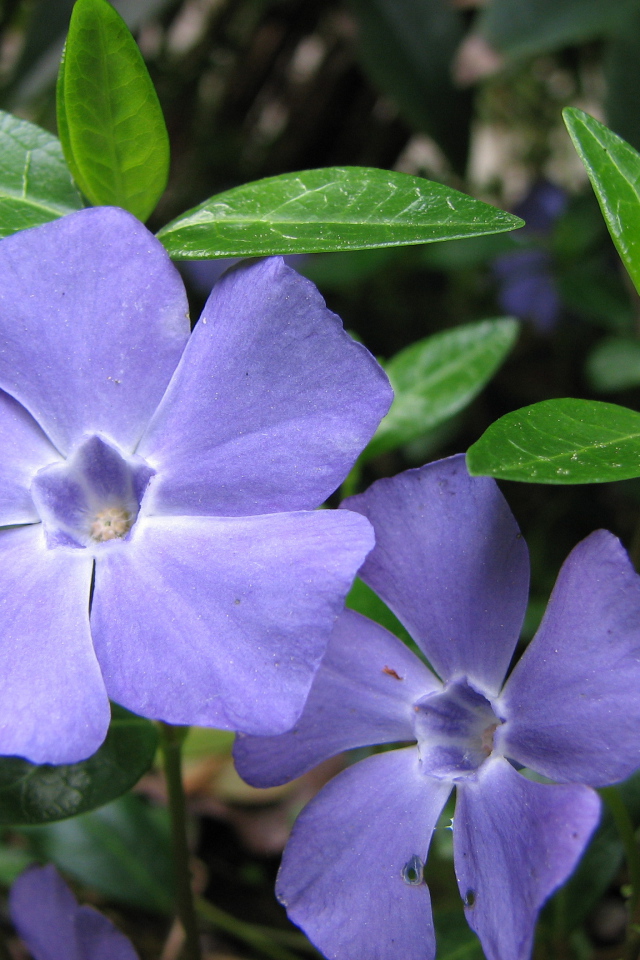На поляне красивые цветы барвинок