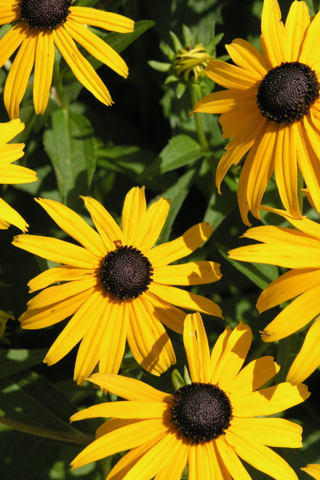 На поляне красивые цветы рудбекия