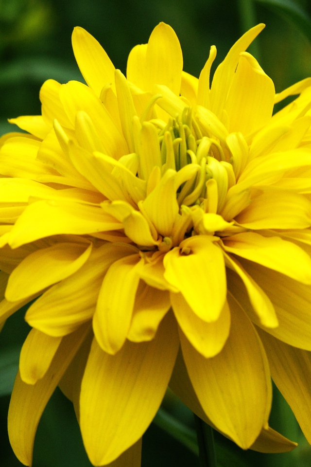 Красивые цветы рудбекия на поляне