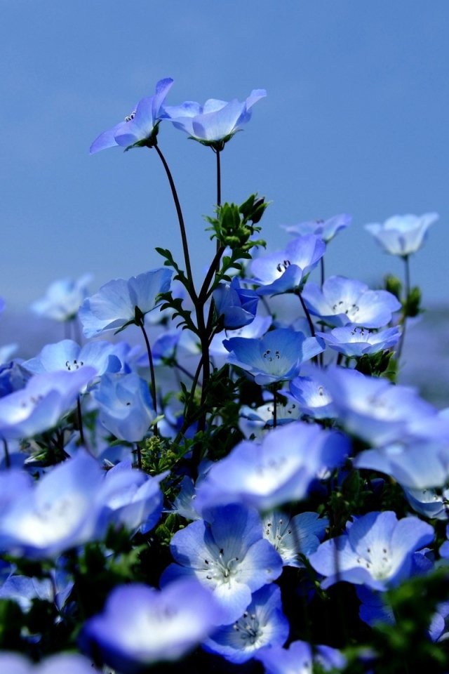 На поляне красивые цветы вероника