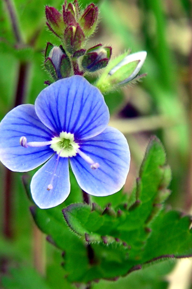 Красивые цветы вероника на поляне