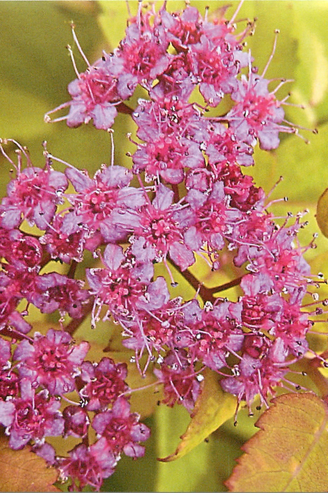 На поляне красивые цветы спирея