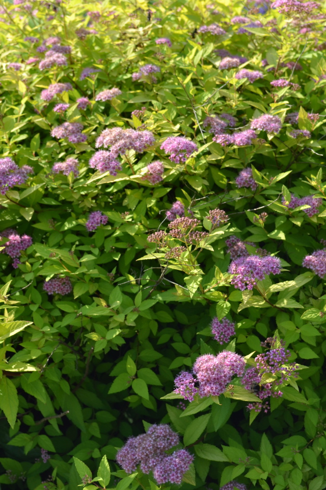 Красивые цветы спирея на поляне