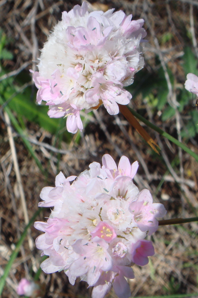 На поляне красивые цветы армерия