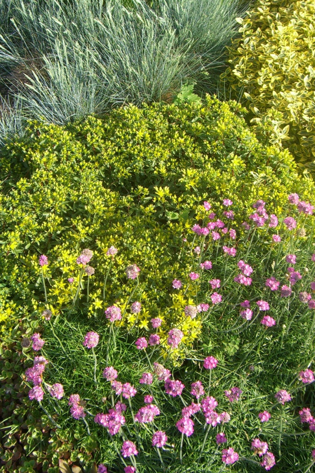 Красивые цветы армерия на поляне