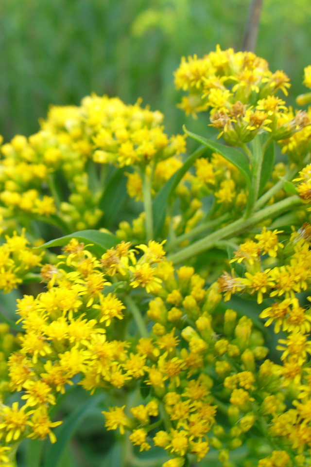 На поляне красивые цветы венидиум