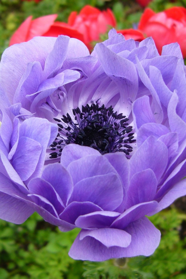 На поляне красивые цветы анемона