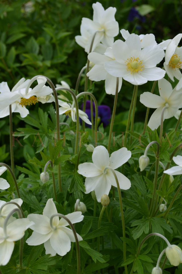 Красивые цветы анемона на поляне