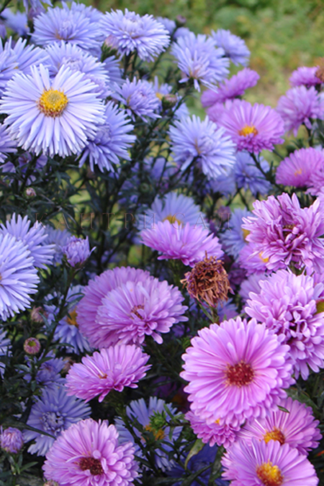 Красивые цветы астра на поляне