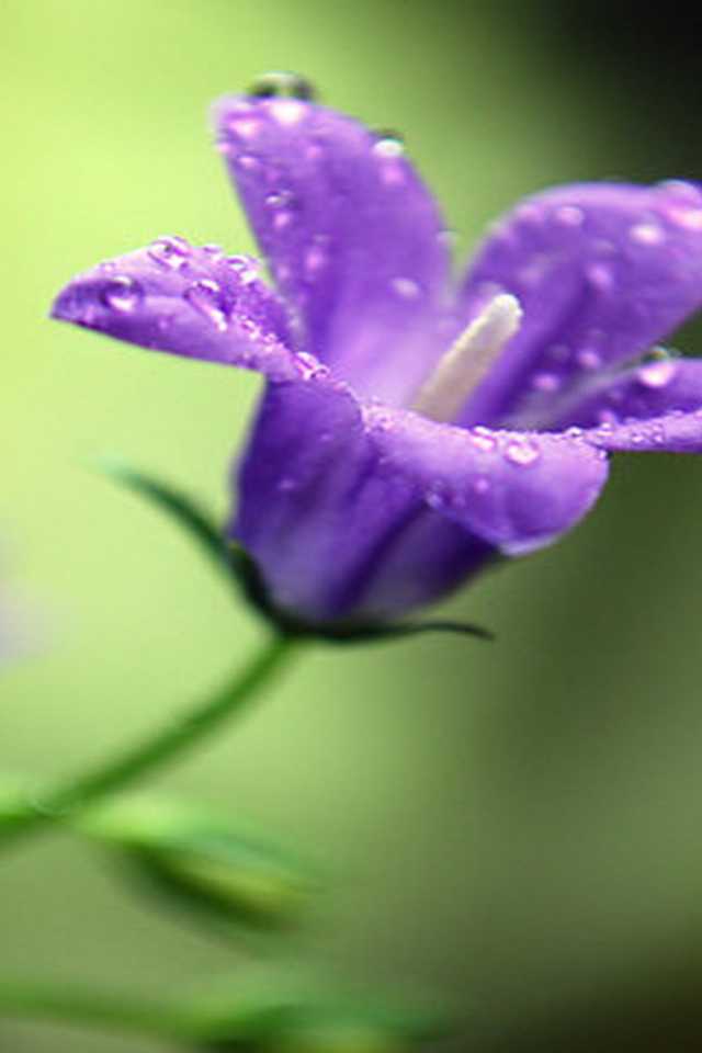 На поляне красивые цветы колокольчики