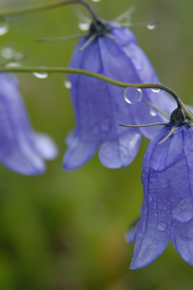 На поляне красивые цветы колокольчики