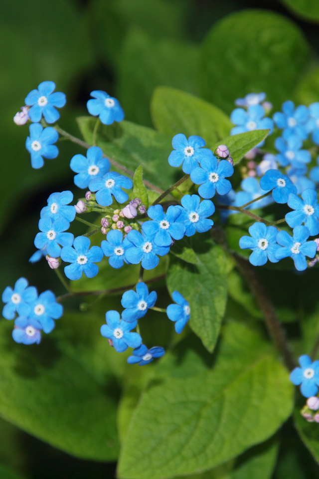 Красивые цветы растения бруннера