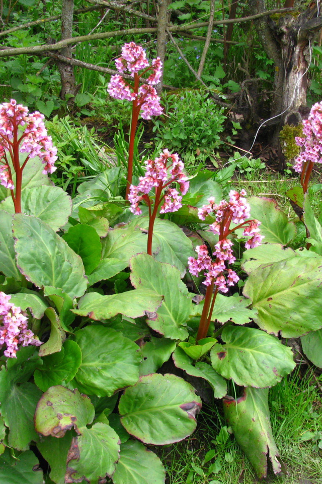 Красивые цветы растения бадан