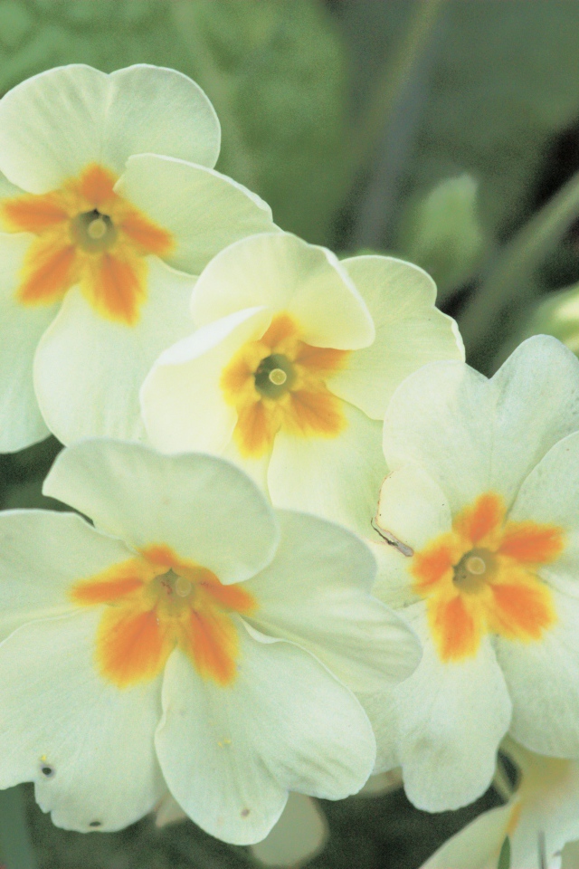 Красивые цветы растения резуха