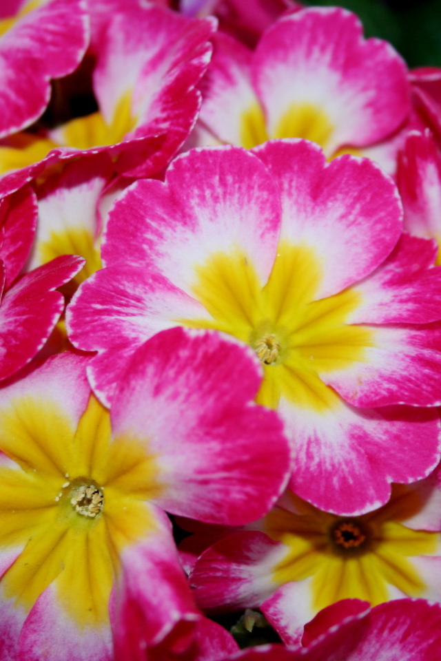 Красивые цветы примула на клумбе в саду