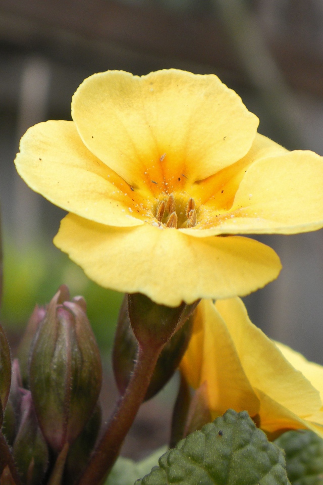 Красивые цветы примула на поляне