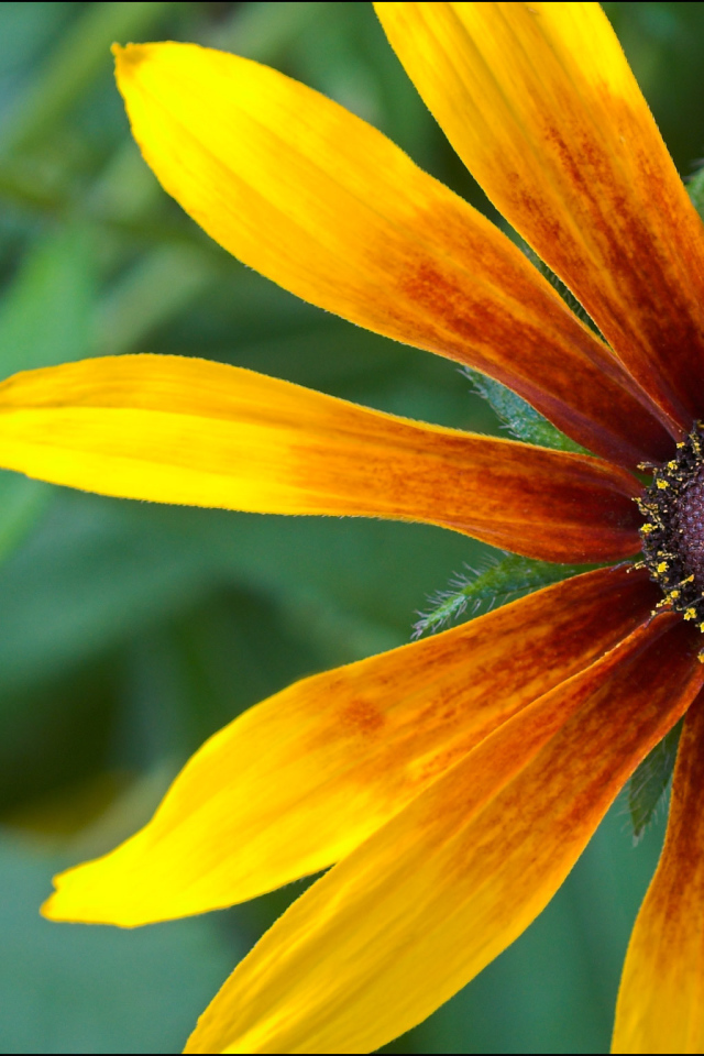 Красивые цветы рудбекия