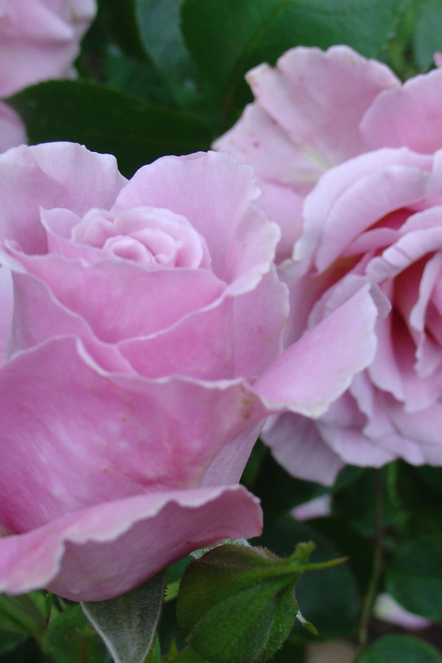 Красивые цветы кустарниковые розы на поляне