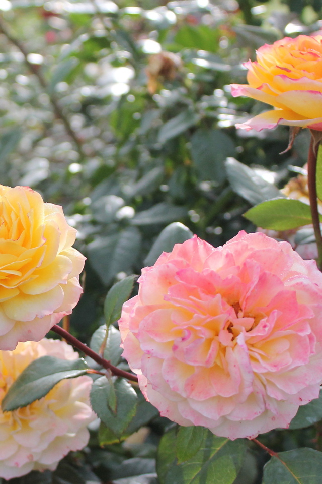 Красивые цветы кустарниковые розы на клумбе в саду