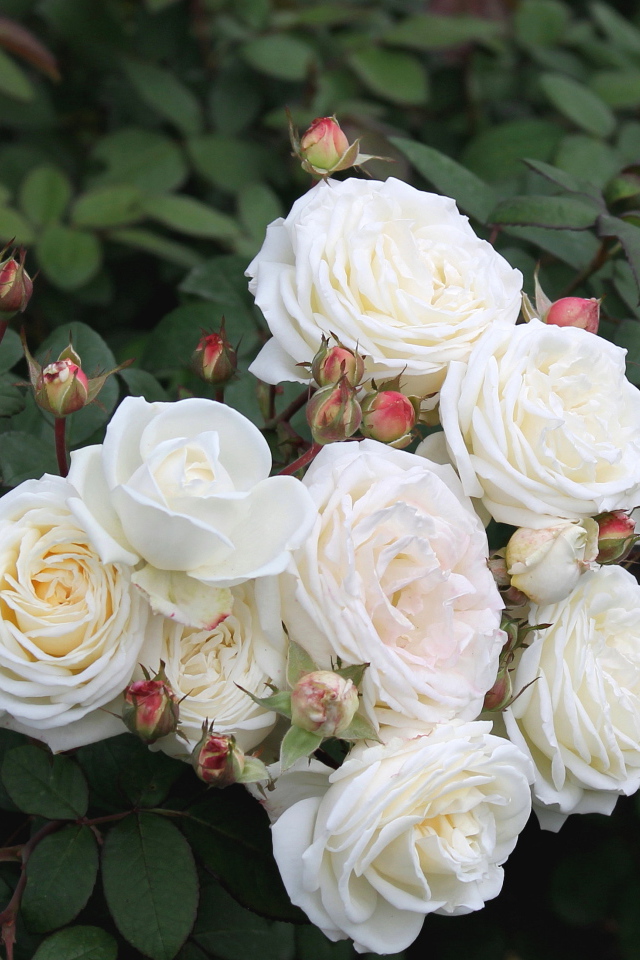 Красивые цветы кустарниковые розы в парке