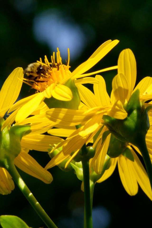 Красивые цветы венидиум (астровые) в саду