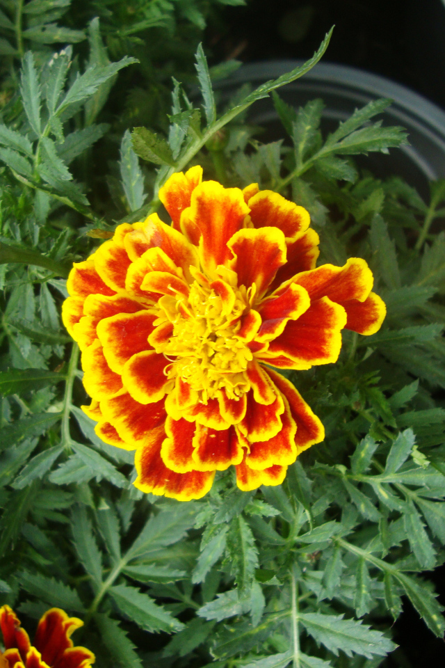 Красивые цветы венидиум (астровые) в парке