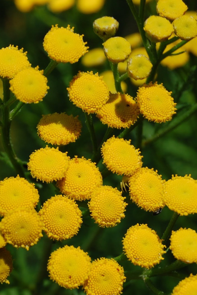 Красивые цветы венидиум (астровые) на поляне