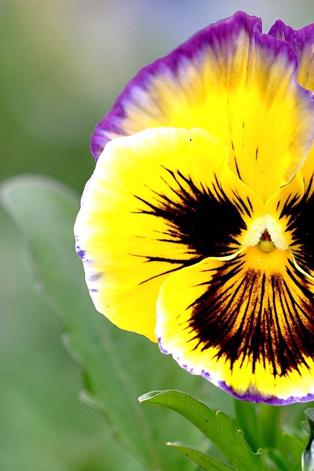 Красивые цветы виола (фиалка,анютины глазки)  на поляне