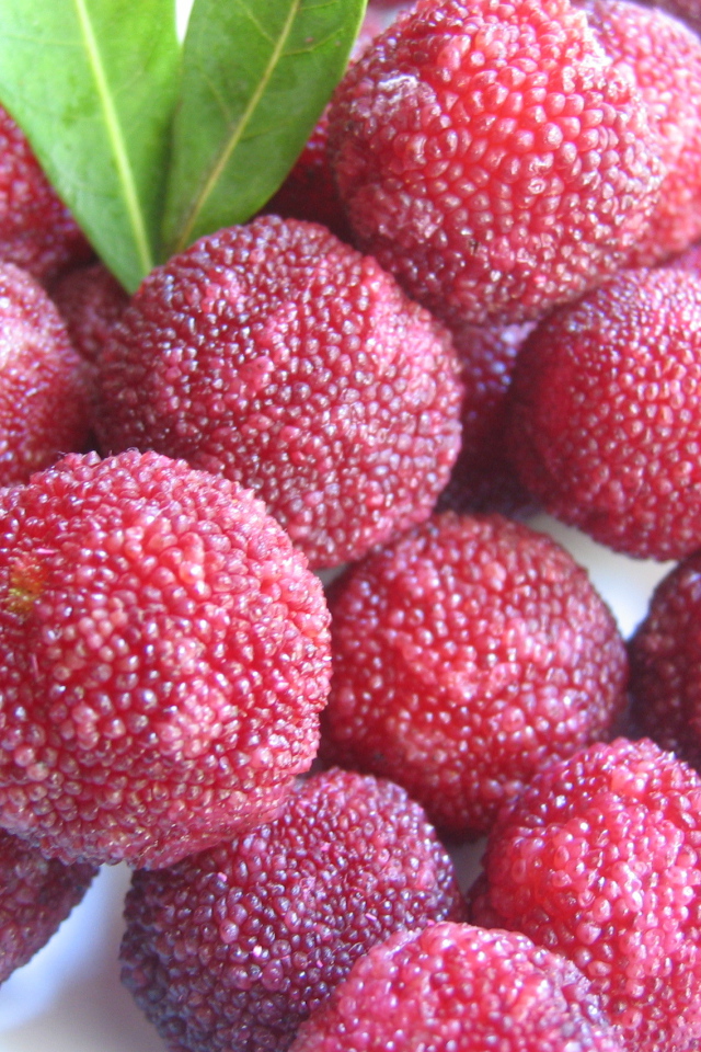 Красивые плоды растения восковник