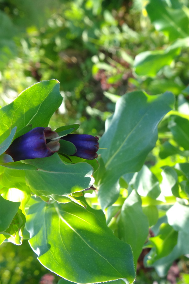 Красивый восковник на дачном участке