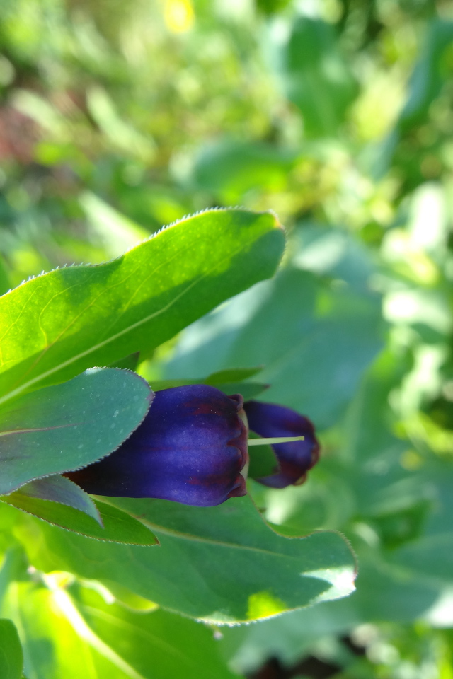 Красивый восковник в саду