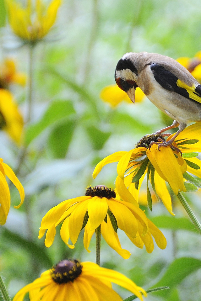 Красивая рудбекия в саду