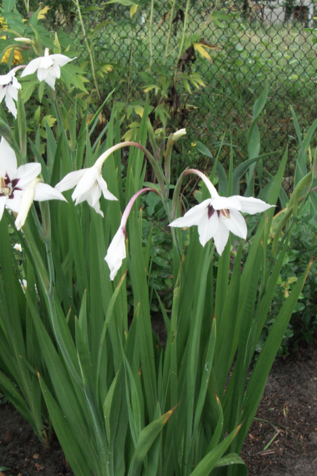 Красивая ацидантера в саду