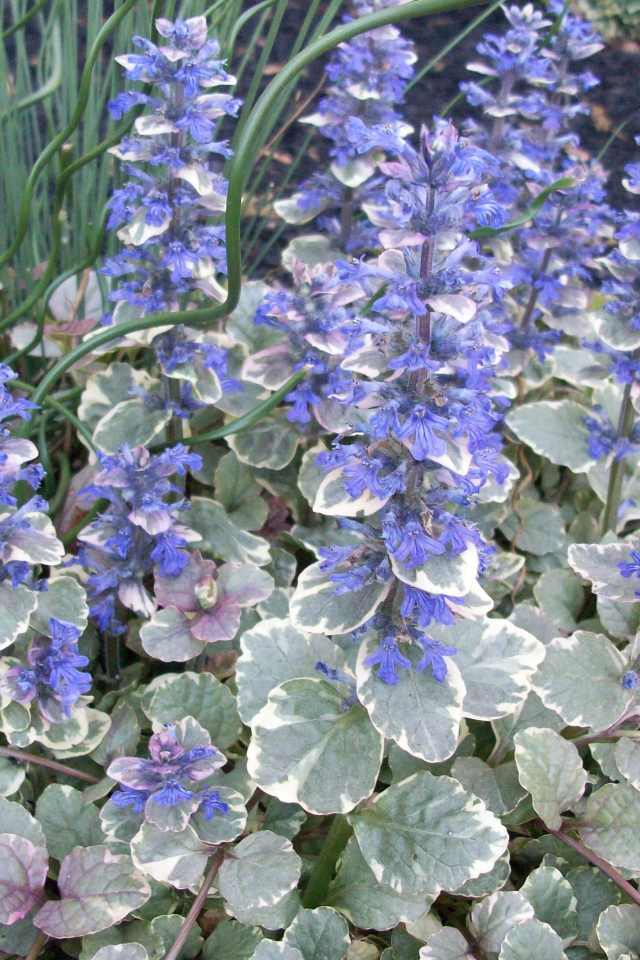 Красивая аюга в саду