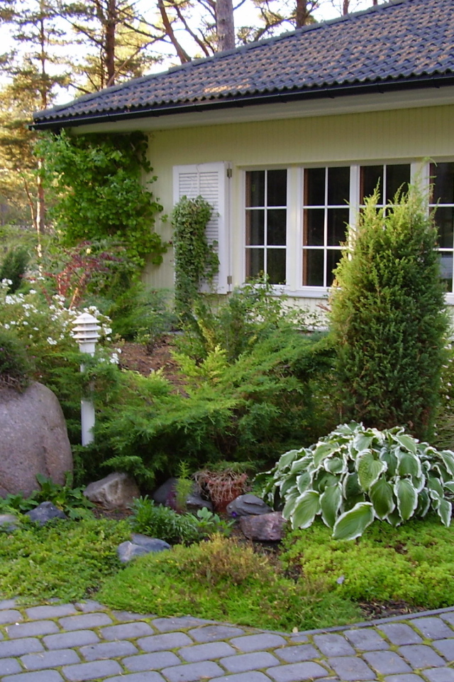 Красивая хоста в саду