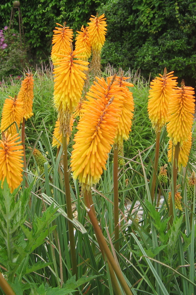 Красивая кникофия в саду