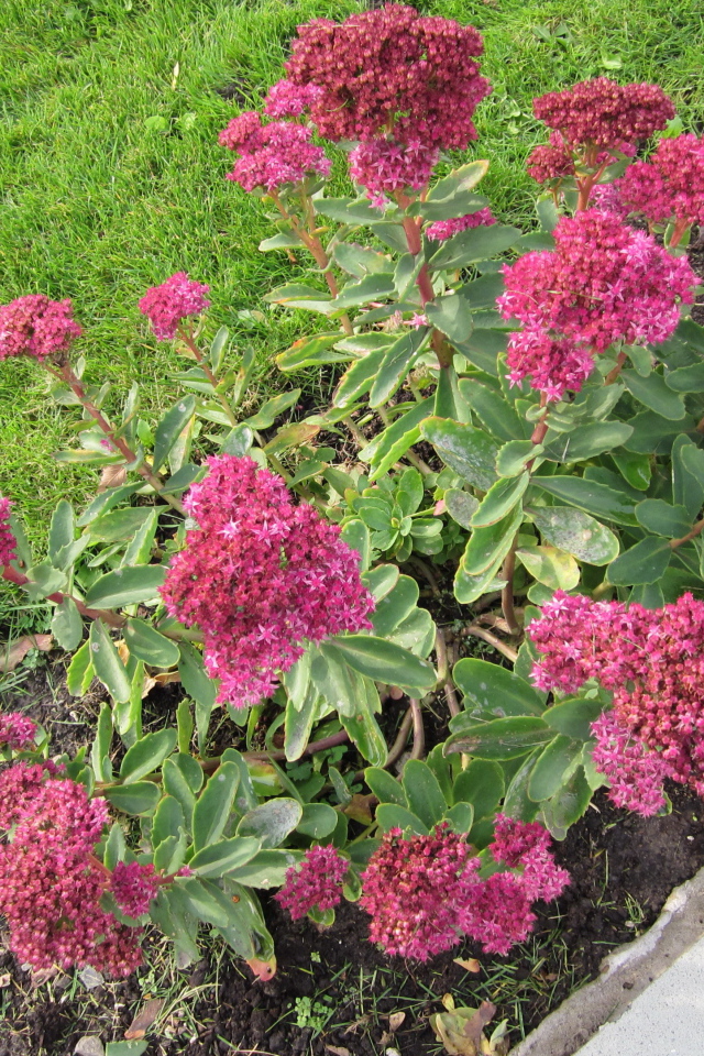 Красивый седум в саду