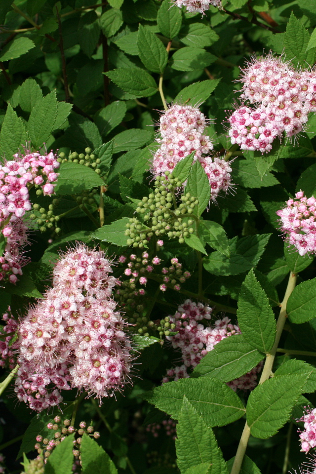 Красивая спирея в саду